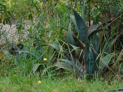 Agave cordillerensis