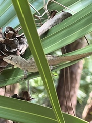Anolis sagrei