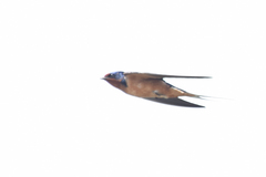 Hirundo rustica