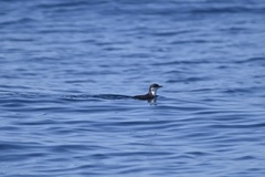 Synthliboramphus scrippsi