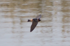 Petrochelidon pyrrhonota pyrrhonota