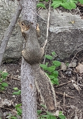 Sciurus niger