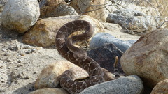 Crotalus ruber ruber