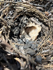 Morchella angusticeps