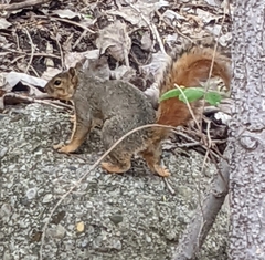 Sciurus niger