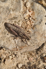 Pamphagus ortolaniae