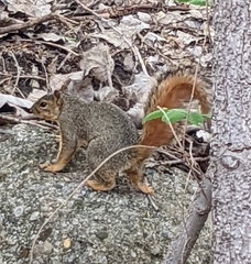 Sciurus niger