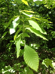 Fagus orientalis