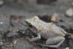Eleutherodactylus cystignathoides