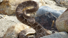 Crotalus ruber ruber