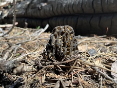 Morchella angusticeps