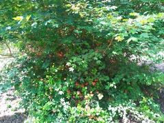 Chaenomeles