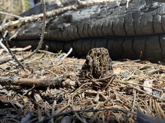 Morchella angusticeps