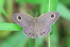 Ypthima horsfieldii humei