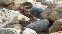 Crotalus ruber ruber