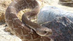 Crotalus ruber ruber