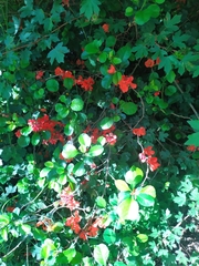Chaenomeles