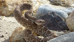 Crotalus ruber ruber