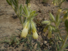 Onosma pseudoarenaria