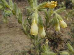 Onosma pseudoarenaria