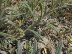 Onosma pseudoarenaria