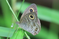 Ypthima horsfieldii humei