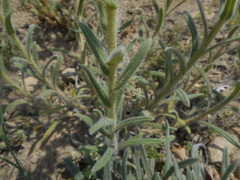 Onosma pseudoarenaria