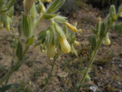 Onosma pseudoarenaria