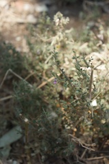 Duosperma quadrangulare