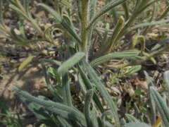 Onosma pseudoarenaria