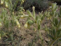 Onosma pseudoarenaria