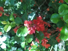 Chaenomeles