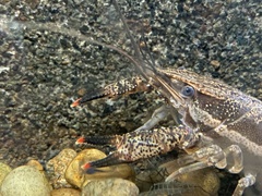 Procambarus ouachitae