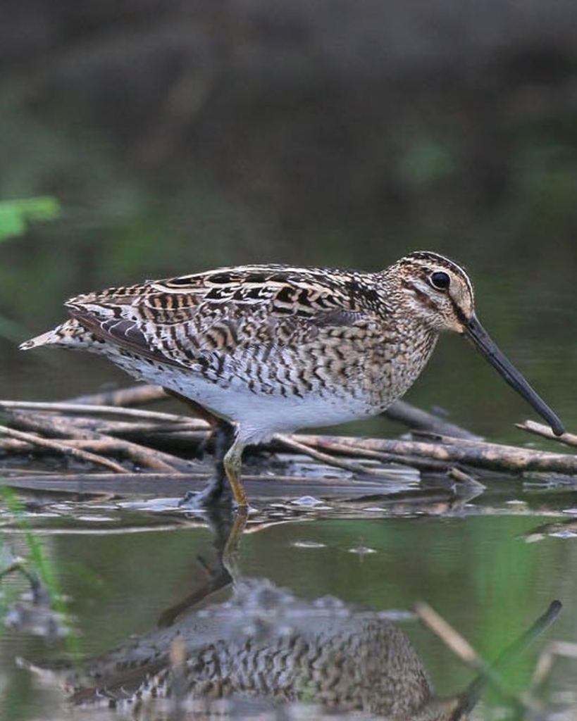 Great Snipe (birds Of Serbia - Guide - Old) · Inaturalist