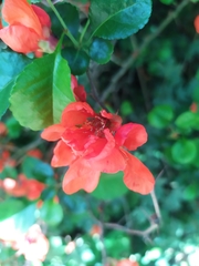Chaenomeles