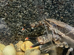 Procambarus ouachitae