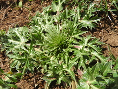 Eryngium