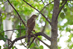 Accipiter cooperii
