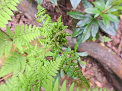 Chirosia grossicauda