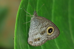 Ypthima baldus newboldi