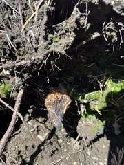 Morchella angusticeps