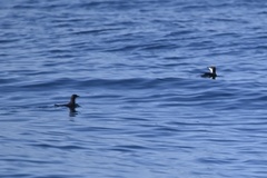 Synthliboramphus scrippsi