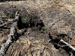 Morchella angusticeps
