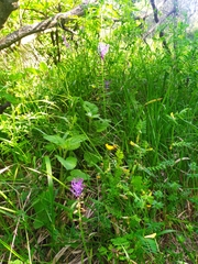 Muscari comosum