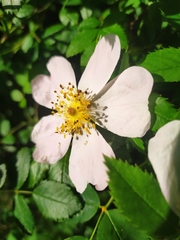 Rosa canina