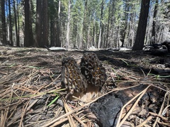 Morchella angusticeps