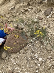 Sisymbrium linifolium