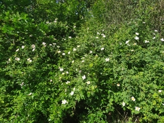 Rosa canina