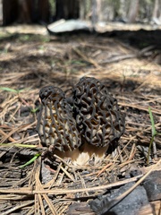 Morchella angusticeps