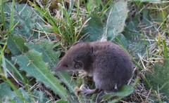 Crocidura suaveolens